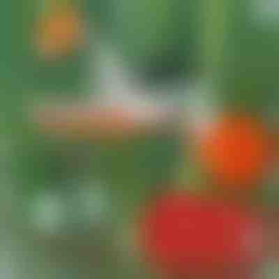 Profesjonalny zszywacz do roślin | PLANTBRAND