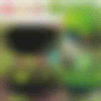 Ekologiczny ogród dla Twoich roślin | PLANTIE